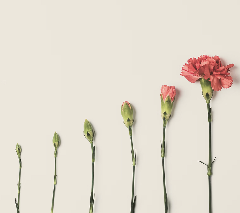 How Startups Scale With Tequity